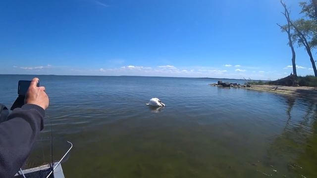 Кто Хозяин Необитаемого острова! Рыбалка в Калининградском заливе, поиск Судака. смотреть онлайн