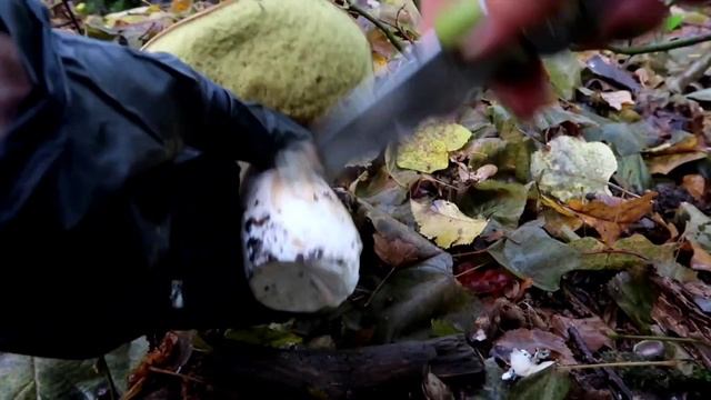 Находки боровых и подосиновиков. смотреть онлайн