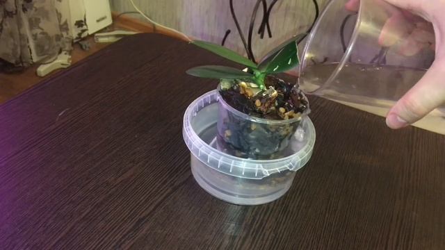 В горшке поселился грибок (плесень). Первый этап борьбы