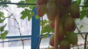 Виноград в теплице . Обзор и полив винограда. 5 сентября 2021 г.