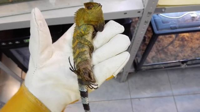 Хамелеоновый гоноцефал смотреть онлайн