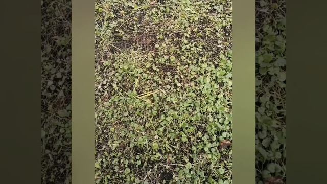 Сказка про Мышку. смотреть онлайн