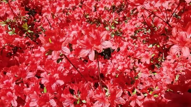 #nocopyrightmusic #nocopyrightsounds   Midranger - Apocalypse