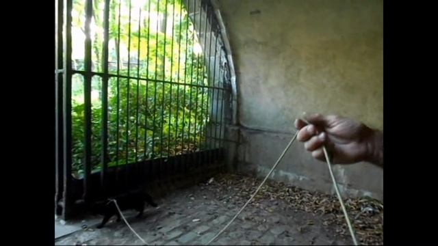 Кошки, которые гуляют сами по себе смотреть онлайн