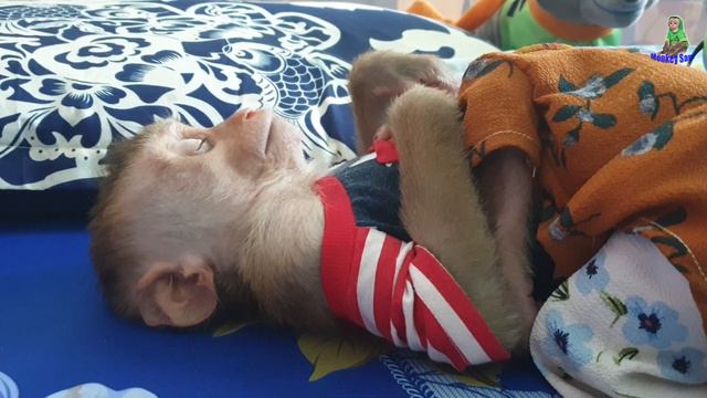 Smart Monkey Baby Sam And Asher Loves Sleeping So Cutes