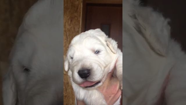 Щенкам Маремма 12 дней. Первый открывает глазки)