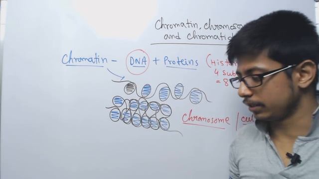 Chromosome chromatin and chromatid смотреть онлайн