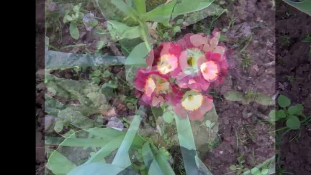 Примулы ушковые 2018г смотреть онлайн