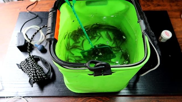 СЕКРЕТЫ сохранения живца в домашних условиях. Как сохранить малька смотреть онлайн
