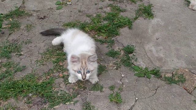 ?голубые глаза у котенка смотреть онлайн