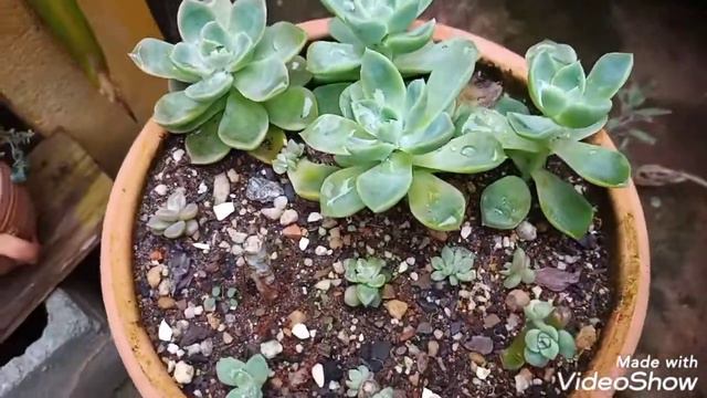 Echeveria Titubans e Fantome. смотреть онлайн