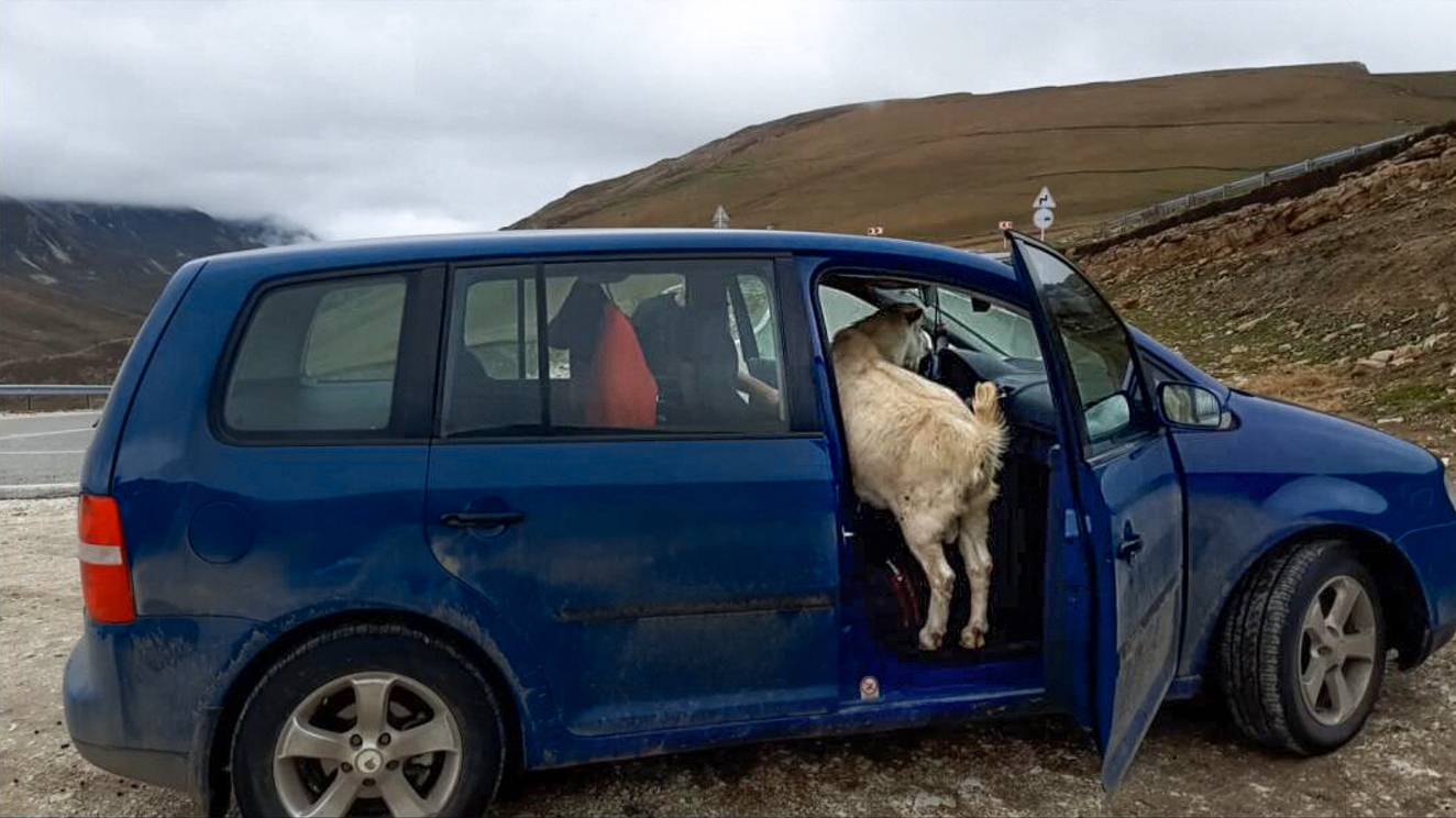Пустила козу в огород. Но я без обиды, сама виновата, калитку в огород закрывать надо смотреть онлайн