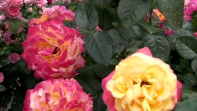 Памяти Галины Баскаковой смотреть онлайн