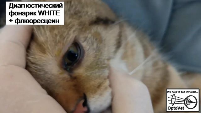 Диагностический ультрафиолетовый фонарик (Ultraviolet Light NUV) от Компании Оптовет смотреть онлайн