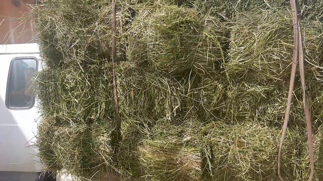 Беде прес.Базар коргон смотреть онлайн