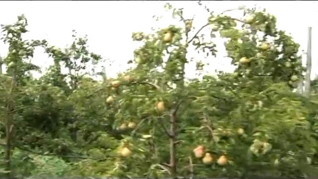 Znanje na poklon emisija 136 17 08 2014 TV Happy смотреть онлайн