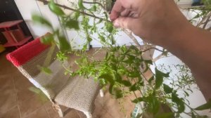 Гранат  - как комнатное растение. Весенняя обрезка граната.