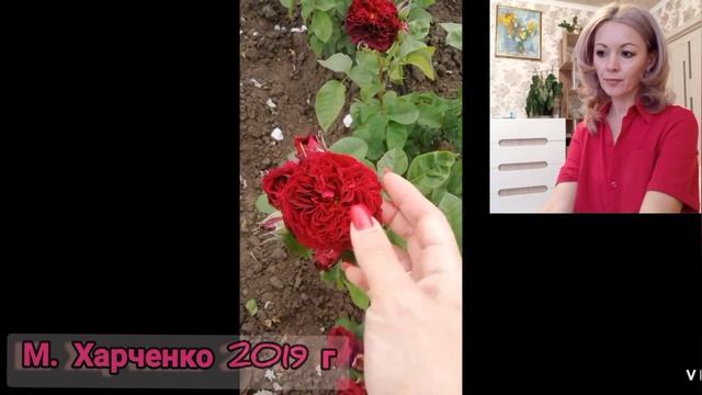 Роза КРИСТИАН ТЭТЕДУА - Christian Têtedoie? смотреть онлайн