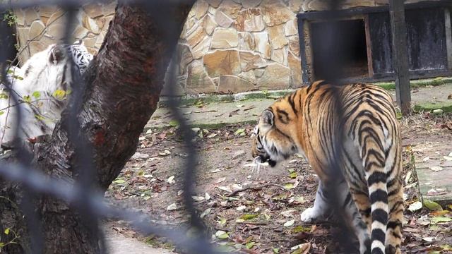 Как тигры играют в прятки? Белый тигр Раджа нашел идеальное место, чтобы спрятаться!) смотреть онлайн