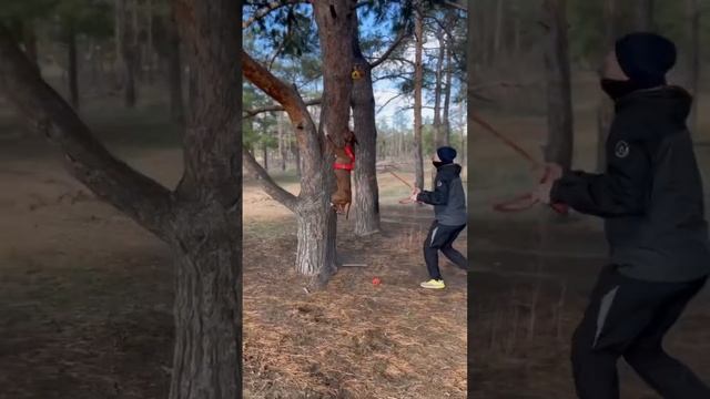 Наш октябрь? Необычайно теплая осень. Прогулки с собаками ❤️ #pitbull #dog #amstaff #собаки #jump смотреть онлайн