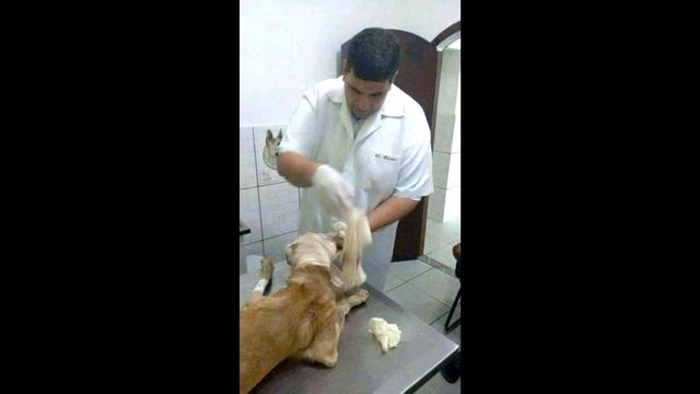 Мужчина подошел к серьезно раненой собачке, и сделал то, что поразит всех! смотреть онлайн