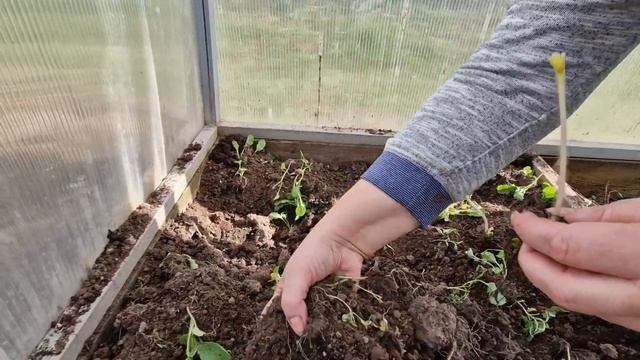 Как сажать клубнику(землянику).Сорт "Альба" и "Азия". смотреть онлайн