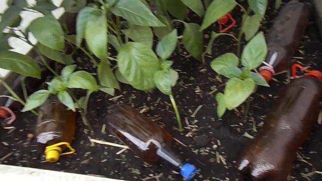 Теплоаккумуляторы в садоводстве. смотреть онлайн