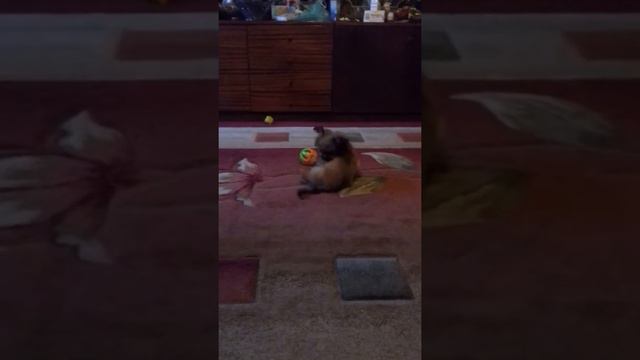 Мой собакин смотреть онлайн