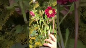 Морозник Double Ellen Pink Spotted и Double Ellen Flash