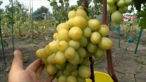 Виноград Сенатор Бурдака