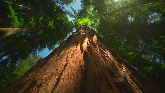 2021 LG OLED 8K l Redwoods 8K HDR 60fps смотреть онлайн