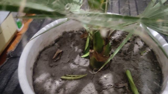 моя вашихнония навеело пальма смотреть онлайн