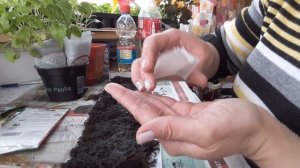 АСТРА !!! Рассада в улитках.