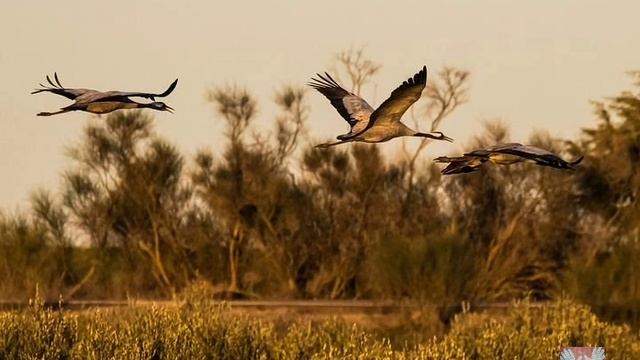 Классическая Музыка в современной обработке Релакс Красивая Мелодия без Слов смотреть онлайн