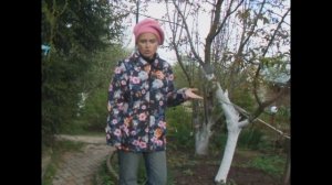 Если плодовое дерево подмёрзло - что делать