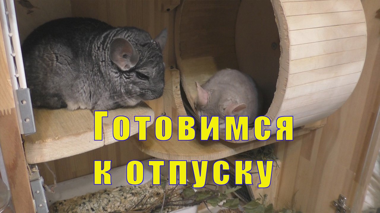 ГОТОВЛЮ ПИТОМЦЕВ К ОТПУСКУ