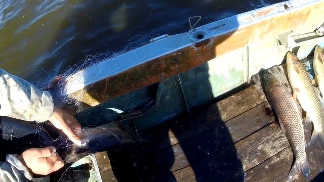РЫБАЛКА СЕТЯМИ. ПОЛНАЯ ЛОДКА РЫБЫ! Рыбалка на Амуре. смотреть онлайн
