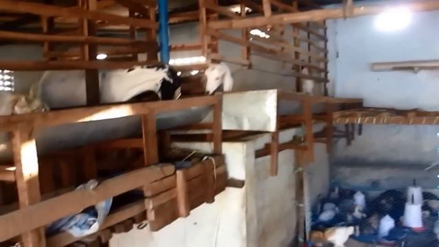 Successful Integrated Farming in Animal Husbandry смотреть онлайн