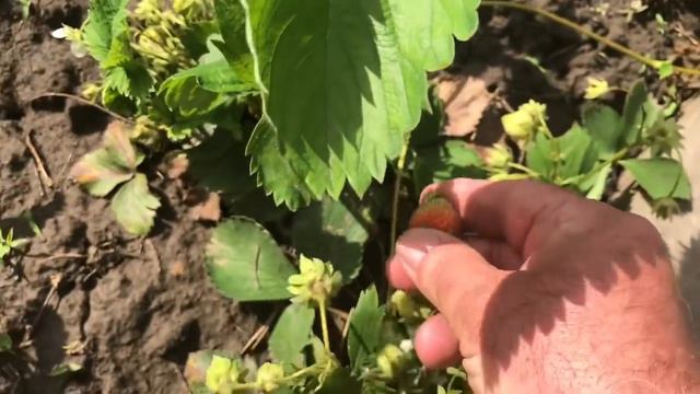 Французский бульдог Мира ест черешню смотреть онлайн