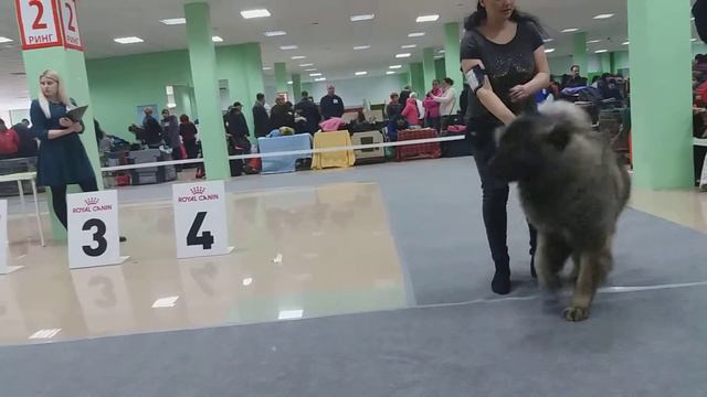 Grinwood Bianka Кавказская овчарка Харьков смотреть онлайн
