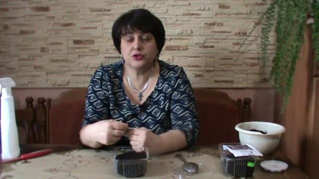 Базлик. Посев базилика