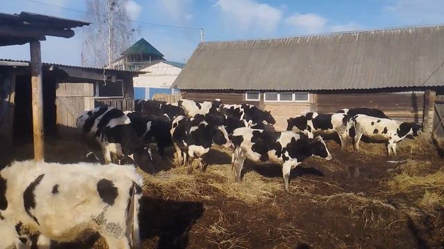 силос кукурузный 210 рублей тонна , а у вас какие цены? смотреть онлайн