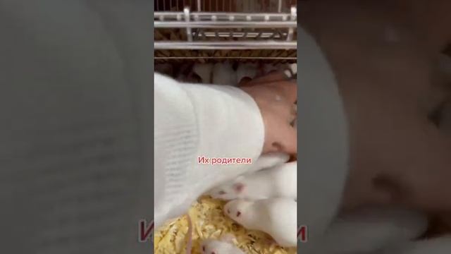 Показываю самых маленьких мышат смотреть онлайн