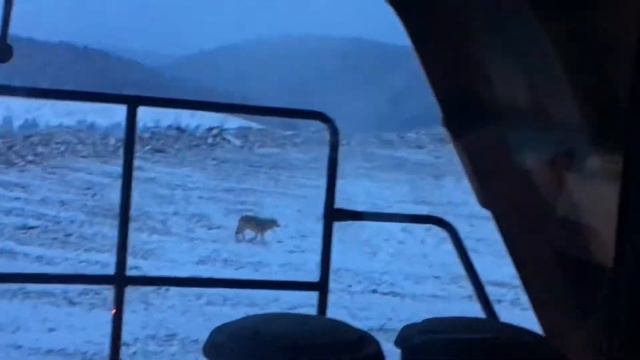 Волк на отвале Северо-Енисейский район, река Ведуга. Komatsu 465 смотреть онлайн