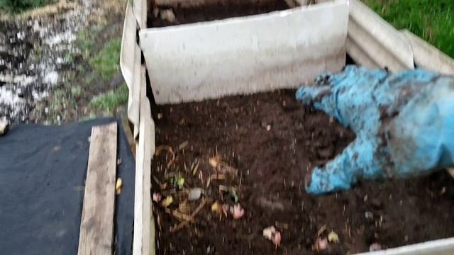 3 ноября. Последняя выборка червей на улице из буртов. смотреть онлайн