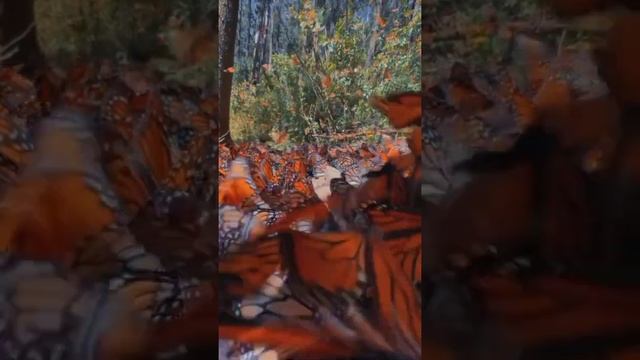 Музыка сердца ❤? смотреть онлайн