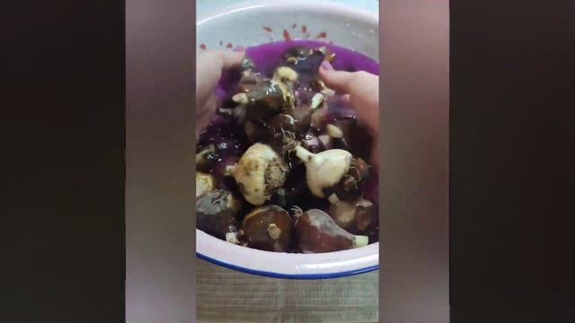 Что делать с луковицами тюльпанов? смотреть онлайн