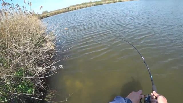 Осётры и карпы на острую колбасу. Ловля на флэт метод фидер. Часть 1 смотреть онлайн