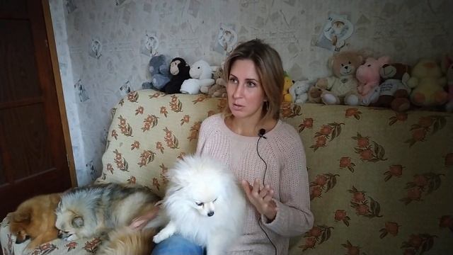 Пищевая аллергия у собак. Аллергия у шпица. смотреть онлайн