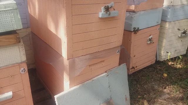 Подсаживаем гарантированно племенных очень важных для нас пчеломаток смотреть онлайн